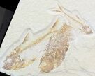 Multiple Diplomystus Fossil Fish - Wyoming #48105-1